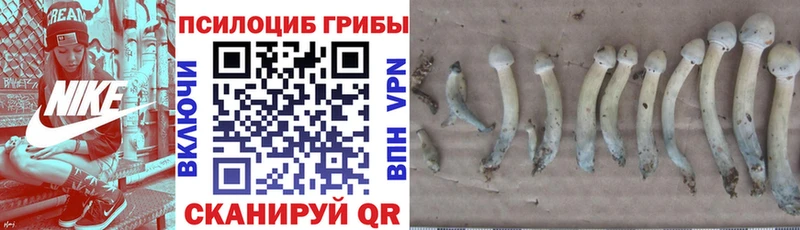 Галлюциногенные грибы прущие грибы  Мценск 